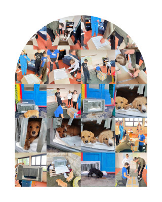 Preduzetništvom razvijamo empatiju za okolinu-izrada kućica za pse beskućnike